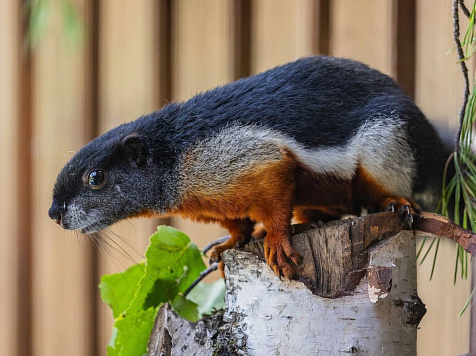 В красноярском «Роевом ручье» появился новый трехцветный пушистик. Фото: «Роев ручей»