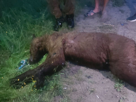 В Лесосибирске застрелили медведя, который бродил по улицам города					     title=