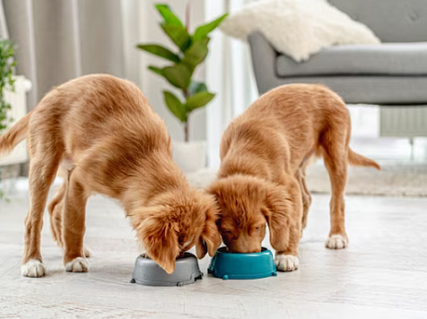 Импортный корм для животных пропал с полок красноярских зоомагазинов. Фото: ru.freepik.com