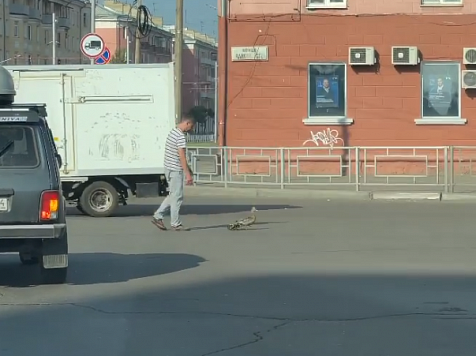 В Красноярске таксист помог утке перевести утят через магистраль в километре от Енисея					     title=