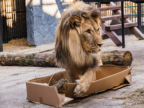 Зоологи красноярского «Роева Ручья» показали, как их кошки снимают стресс. Фото: парк флоры и фауны «Роев ручей»