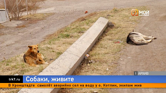 Закон об эвтаназии бездомных собак в Красноярском крае поставили на паузу