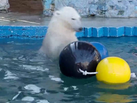 Белые медведи в «Роевом ручье» покупались в бассейне с новыми игрушками. Фото и видео: vk.com/roevzoo