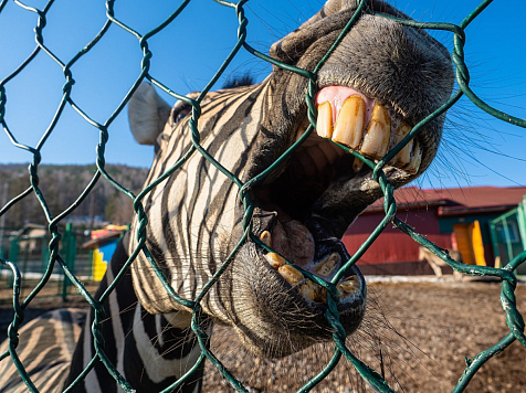 Зебра из красноярского «Роева ручья» становится звездой интернета. Фото: ТГ Мэрия Красноярска