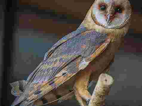 Поселившаяся в зоопарке призрачная сова пугает посетителей (фото). Фото: vk.com/roevruchey