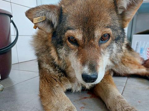 «Умерла от онкологии»: в Красноярске перестали искать виновных в изнасиловании собаки бутылкой. Фото: Бездомный пес / tg.me