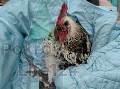 В микрорайоне Покровский Красноярска женщина спасла петуха и получила благодарность яйцами. Фото: Покровка Лайф124
