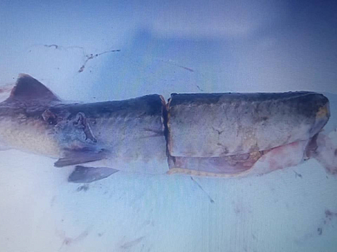 В Красноярском крае рыбака обязали выплатить полмиллиона рублей за поимку краснокнижного осетра. Фото: прокуратура края