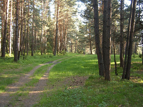 В Красноярском крае гибель грозит уникальному памятнику природы. Фото: ДООПТ Красноярского края