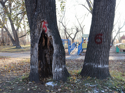 В красноярском Татышев-парке заболели 250 деревьев. Фото: Татышев-парк