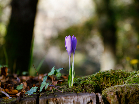 В Красноярске 11 апреля потеплеет до +11 градусов . Фото: ru.freepik.com