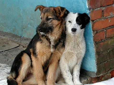 Работу с бездомными животными в Красноярске будут контролировать зооинспекторы. Фото: blog.thezoo.ru