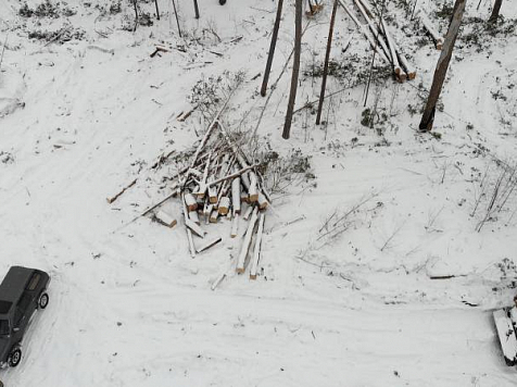 В Лесосибирске управляющий лесничества вырубил сосны на 4 млн рублей и пойдет под суд. Фото: МВД