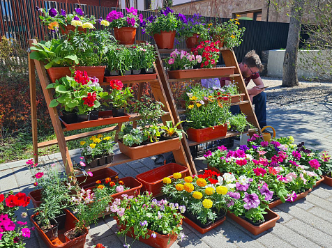 В Центральном районе Красноярска 28 апреля стартует уличная продажа цветов. Фото: Администрация Красноярска