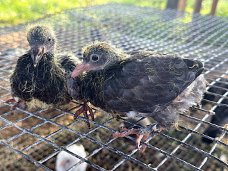 Красноярка приютила едва вылупившихся голубят с помойки