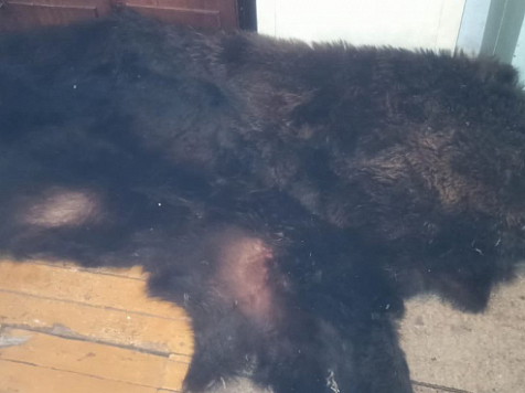 Житель Красноярского края убил медведя и снял с него шкуру. Фото и видео: 24.мвд.рф