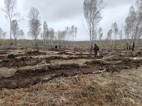В Красноярском крае высадили 4,5 миллиона хвойных деревьев за сезон. Фото: Министерство природных ресурсов и лесного комплекса