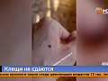 Клещи укусили больше 300 красноярцев за неделю