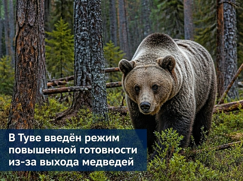 Тувинская полиция застрелила медведя в городском парке Кызыла. Фото: охотнадзор Тувы