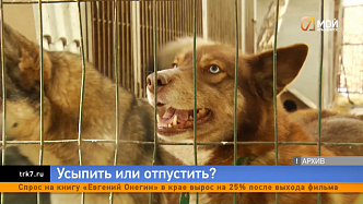 Красноярские депутаты поддержали введение эвтаназии бездомных животных