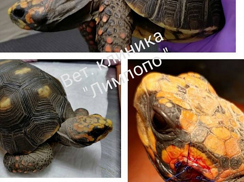 Красноярские ветеринары спасли черепаху с отитом и больной печенью. Фото и видео: ветеринарная клиника "Лимпопо"
