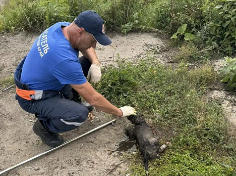 Спасатели в Лесосибирске вернули к жизни застрявшего в коллекторе щенка . Фото: КГКУ «Спасатель»