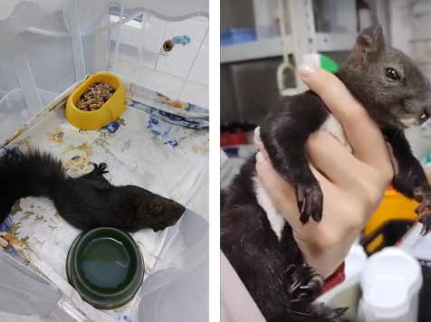 «Соболёк наш попал»: в красноярском Центральном парке нашли бельчонка с черепно-мозговой травмой. Фото: предоставлено Эльвирой Ляпиной