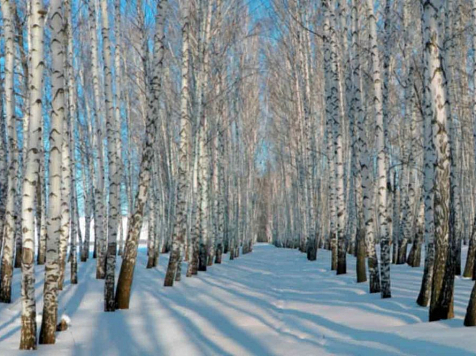 В Красноярском крае задержали банду "чёрных лесорубов", спиливших деревья на 35 млн рублей. фото: Алина Жукова