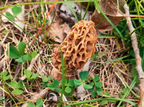 Кошмар трипофоба: красноярец нашел на острове Татышев необычные грибы. Фото: Андрей Сковородников-Эрлих