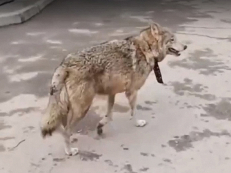 В центре Красноярска заметили бегающую волчицу - ее отловили волонтеры. Фото и видео: группа "Наш город Красноярск"