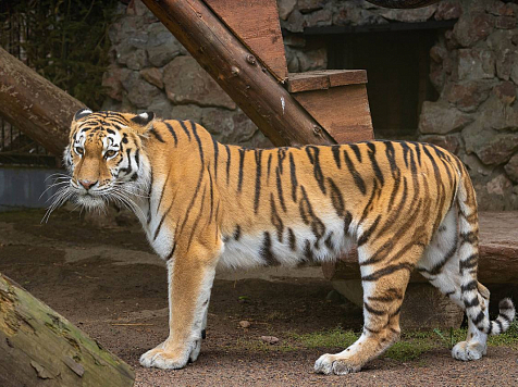 В красноярском «Роевом ручье» планируют получить потомство от пары амурских тигров. Фото: Роев ручей