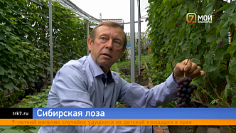 Красноярский садовод поделился советами по выращиванию винограда и уходом за ним