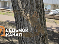 В Красноярске едва не уничтожили редкое дерево из за ошибки подрядчика
