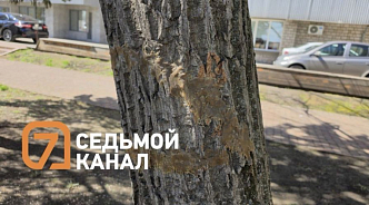 В Красноярске едва не уничтожили редкое дерево из за ошибки подрядчика