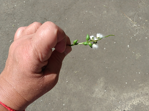 В Красноярске стартовал сезонный «пухопад»