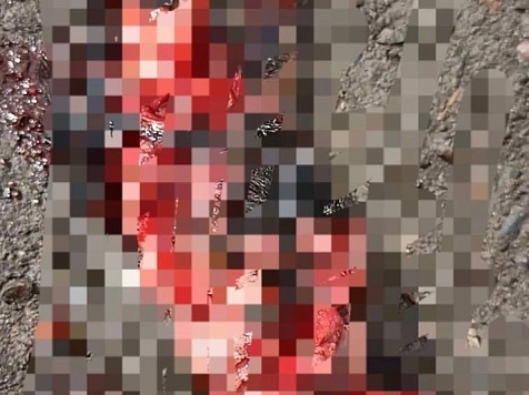 После публикации о жестоко убитом щенке в Красноярске полиция начала проверку. фото: VK GREENGROVEKRSK