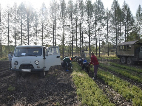 В Красноярском крае начался сезон восстановления леса . Фото: Правительство Красноярского края