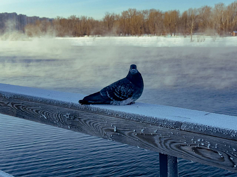В Красноярск на предстоящей неделе придет небольшое потепление. Фото: Алик Мелконян