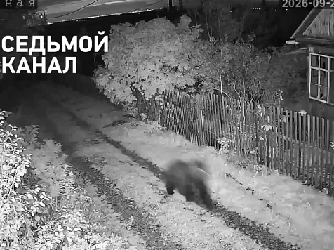 В Минусинском округе из-за нашествия медведей ввели режим повышенной готовности. Видео: 7 канал Красноярск