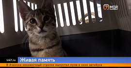 Журналисты вывезли из Донецка кошку убитого на СВО бойца и передали ее в Красноярске маме парня