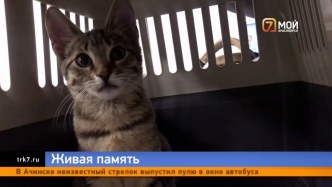 Журналисты вывезли из Донецка кошку убитого на СВО бойца и передали ее в Красноярске маме парня