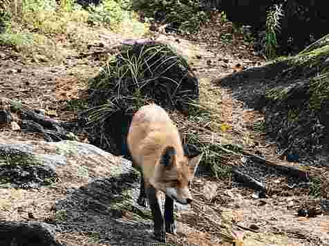 В крае из-за бешеной лисы снова введен карантин. Эксперты предупреждают: лисы с Татышева тоже опасны. фото: Столбы
