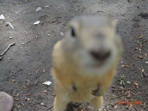 Татышевские суслики покусали 41 красноярца в этом году. Фото: "7 канал Красноярск"