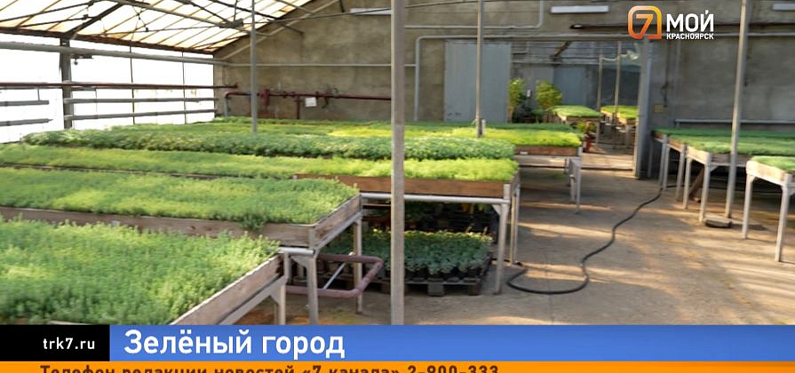 Пальмы, туи и полмиллиона цветов — в Красноярске стартует сезон летнего озеленения