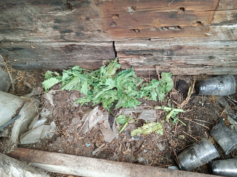 Пенсионеру из Красноярского края грозит 10 лет тюрьмы за хранение почти килограмма наркотиков. Фото: ГУ МВД по краю