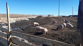 Больше пятисот свиней сожгут в Минусинском районе из-за африканской чумы