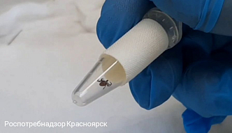 Половина клещей в Красноярском крае переносчики боррелиоза