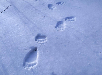 Белый медведь напал на рыбаков на севере Красноярского края