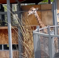 В «Роевом ручье» жирафы вышли из теплых вольеров