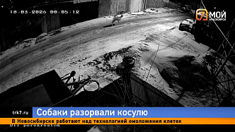 В Свердловском районе стая собак растерзала дикое животное